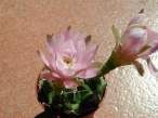 Gymnocalycium_friedrichii2.jpg