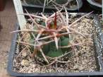 Gymnocalycium_hypobleurum_ferocior.jpg