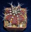 Gymnocalycium_mihanovichii.jpg
