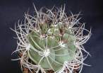 Gymnocalycium_saglione2.jpg