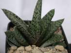 Gasteria_carinata_cv_pink_splash.jpg