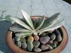 Gasteria_japanese_hybrid.jpg