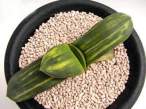 Gasteria_pillansii_variegata.jpg