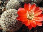 Rebutia_albopectinata.jpg