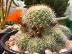 Rebutia_fabrisii2.jpg
