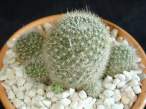 Rebutia_hoffmannii.jpg