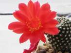 Rebutia_krainziana.jpg