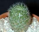 Rebutia_minuscula2.jpg