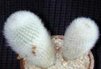 Rebutia_muscula.jpg