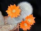 Rebutia_muscula3.jpg
