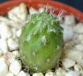 Rebutia_patericalyx.jpg