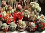 Rebutias_flowering.jpg