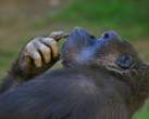 Monkey.jpg