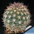 Acanthocalycium thionanthum 03.jpg