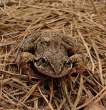 Frog.jpg