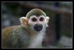 Monkey.jpg