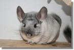 chinchilla-picture-2006-02.JPG