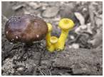 Funghi.jpg