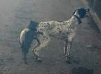 Hump.jpg