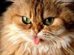 Lick.jpg