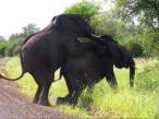 Elephants.jpg