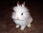 Bunny.jpg