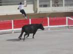 Bull.jpg