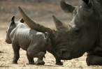 Tiny rhino.jpg