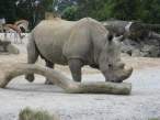 Rhino.jpg
