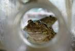 Frog.jpg