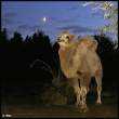 Camel.jpg