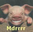 mdr-cochon.gif