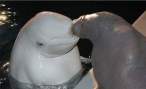 Kiss.jpg
