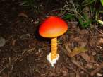 Funghi.jpg