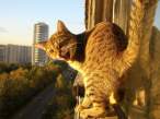 Cat.jpg