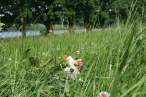 Grass.jpg