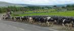 Cows.jpg