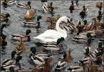 Swan [18+].jpg