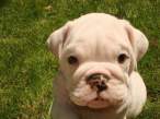 Puppy.jpg