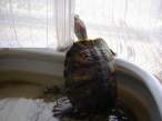 Tortise.jpg