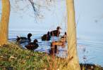 Ducks.jpg