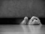 Kitty.jpg