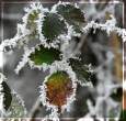 Snow.jpg