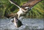 Catch.jpg
