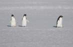 Penguins.jpg