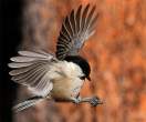 Bird.jpg