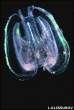 _43013125_mnemiopsis300klissurov.jpg