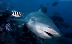 Shark.jpg
