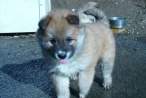 Puppy.jpg