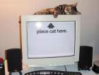Place cat.jpg